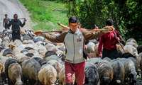کوچ دامداران شهرستان فومن به سمت مناطق ییلاقی